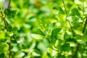 Bongkar 5 Manfaat Daun Beluntas untuk Ibu Hamil