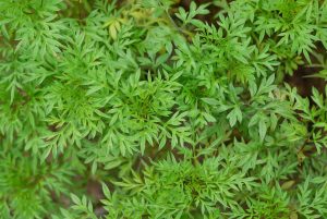 Wajib Tahu! 5 Manfaat Daun Kenikir untuk Ibu Hamil