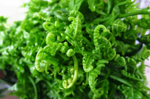 Wajib Tahu! 7 Manfaat Sayur Pakis untuk Ibu Hamil