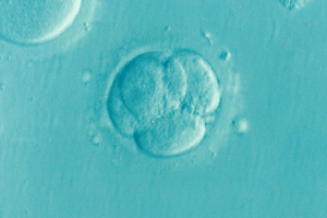 embrio adalah