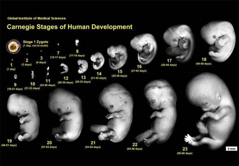 Apakah Embrio Itu? Berikut Penjelasannya Secara Lengkap