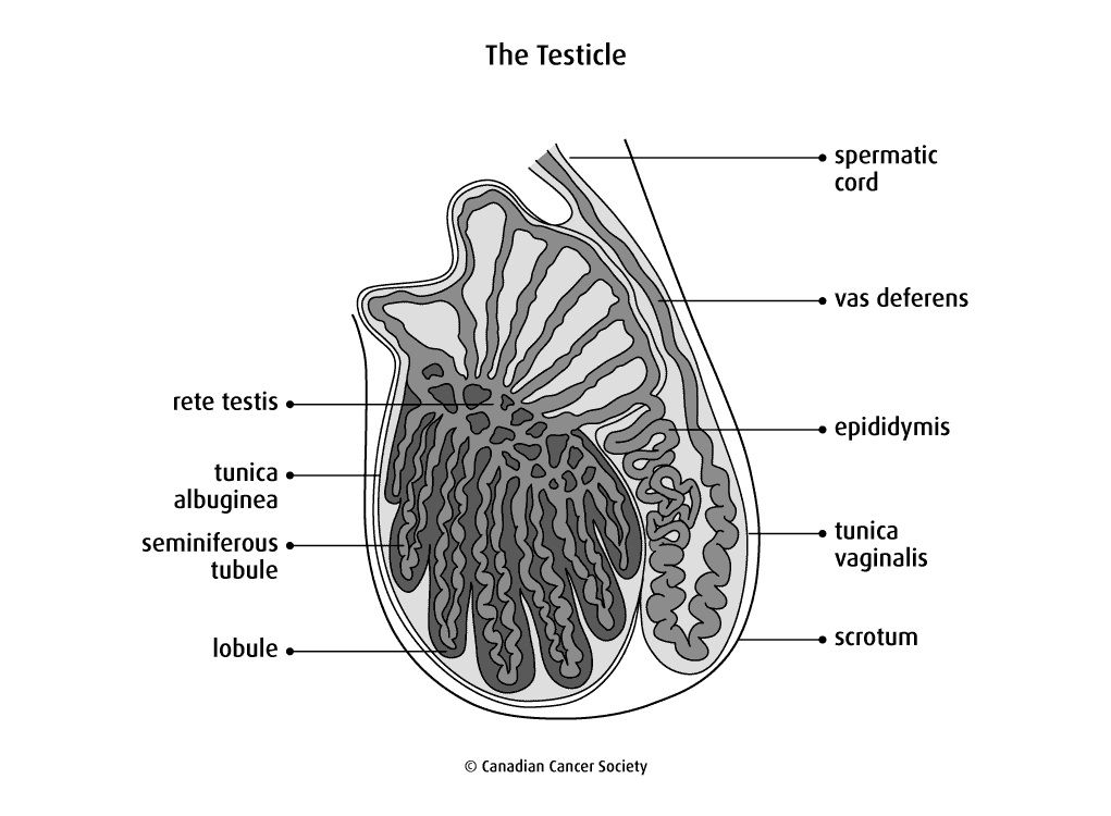 Understanding the Anatomy and Functions of the Testicle 2 fungsi testis 1