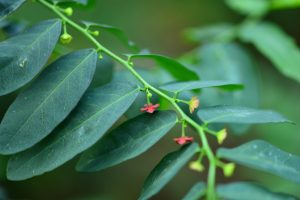 5 Manfaat Daun Katuk untuk Ibu Hamil yang Jarang Diketahui