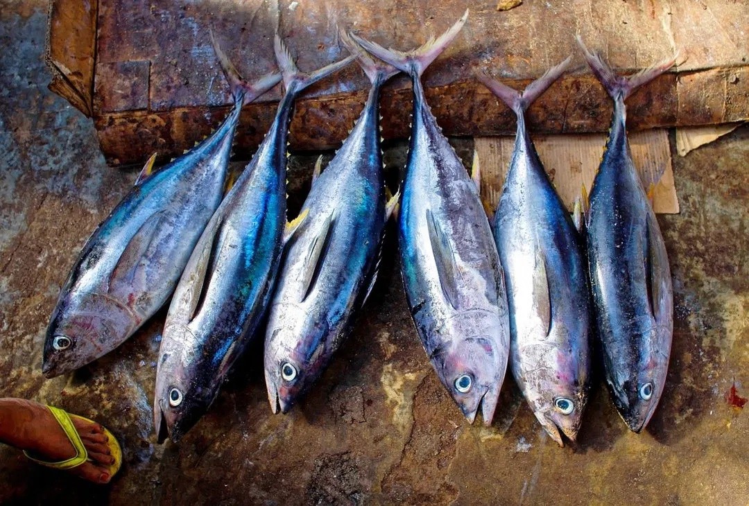 Ketahuilah 5 Manfaat Ikan Tongkol untuk Ibu Hamil
