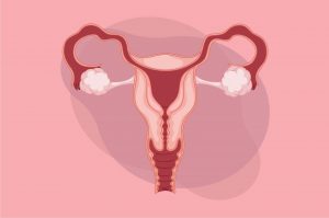 Ovarium Adalah? Simak Pengertianya disini Secara Mendalam