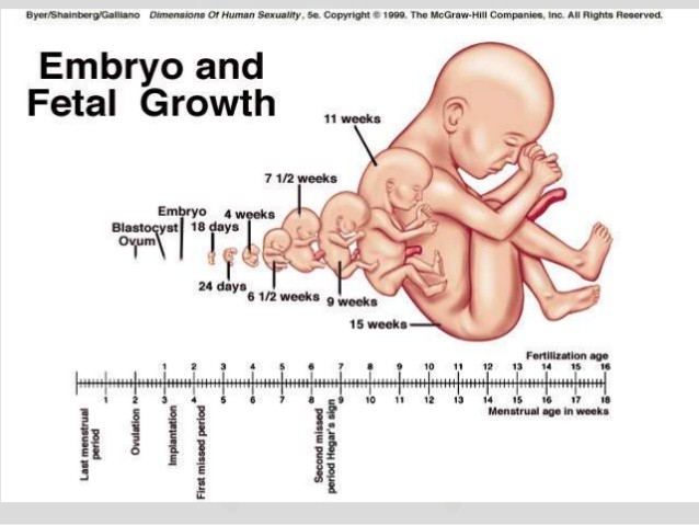 embryonic development