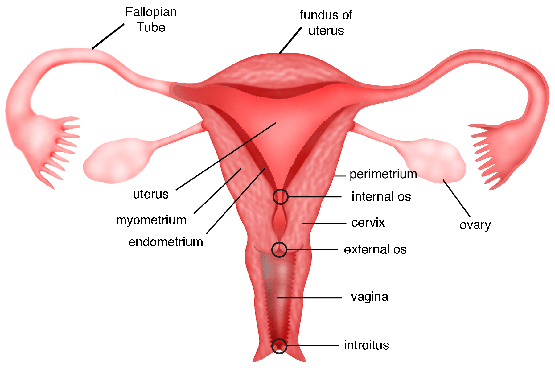 uterus adalah