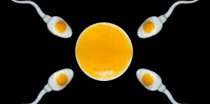 Oogenesis: The Process of Egg Cell Formation in Human Reproduction