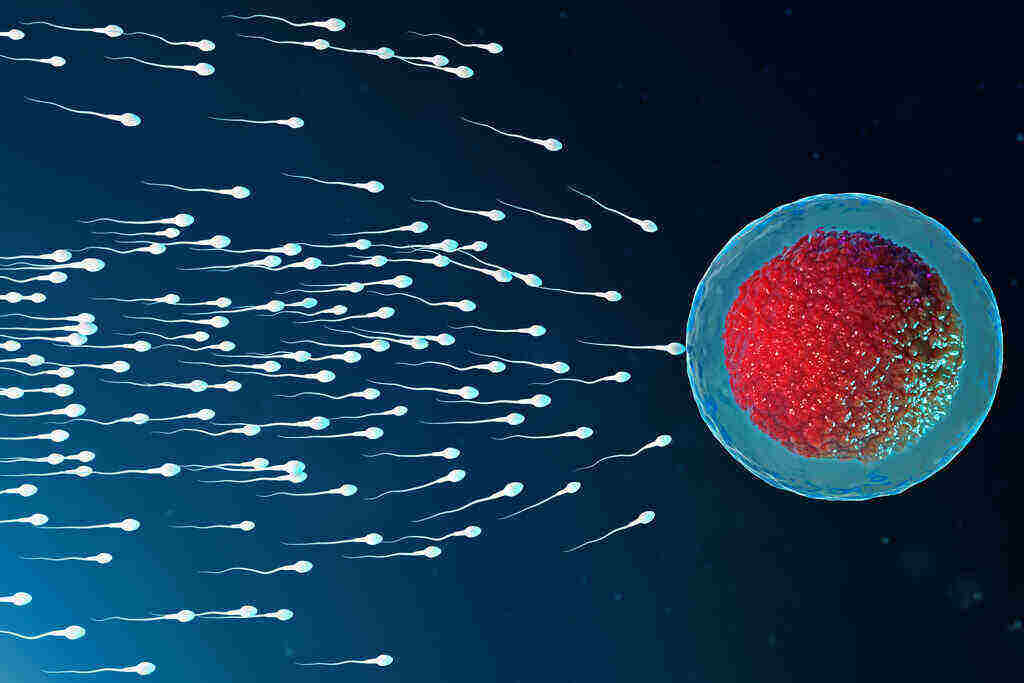 Spermatogenesis, ini Faktanya!