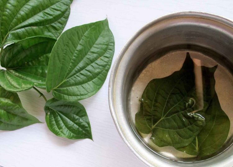 manfaat daun sirih untuk rahim wanita