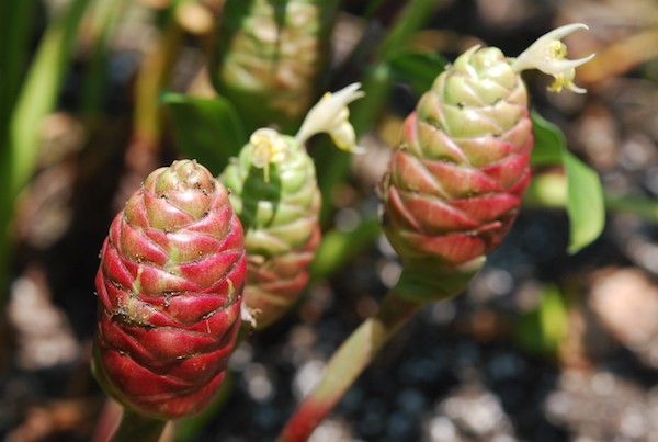 manfaat lempuyang bagi rahim