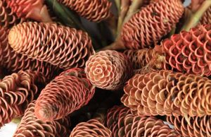 Manfaat Lempuyang Bagi Rahim yang Perlu Anda Ketahui