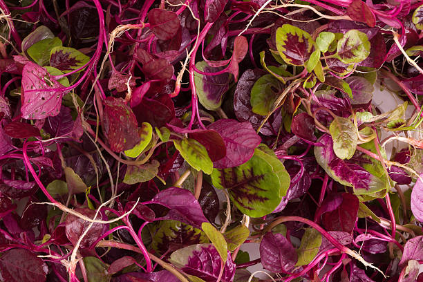 Berikut 9 Tanaman untuk Kesuburan Wanita 4 tanaman untuk kesuburan wanita