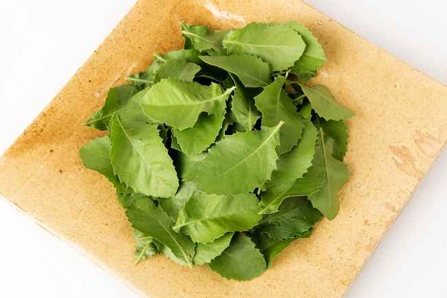 daun penyubur kandungan