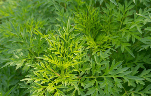 Berikut 6 Daun Penyubur Kandungan, Bunda Wajib Tahu!