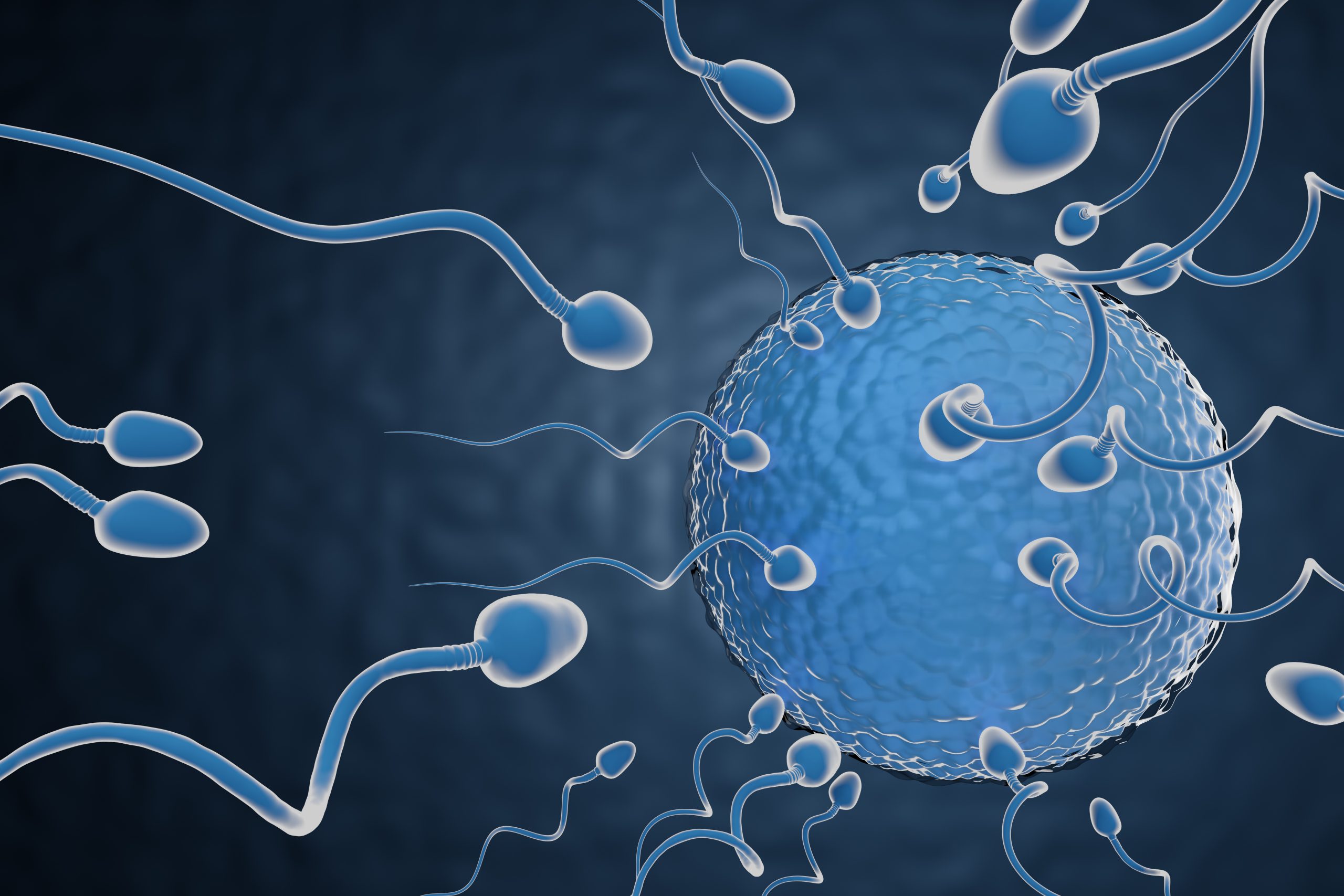 ​​Interesting Journey of the Sperm to the Egg Cell. Let’s Find Out!