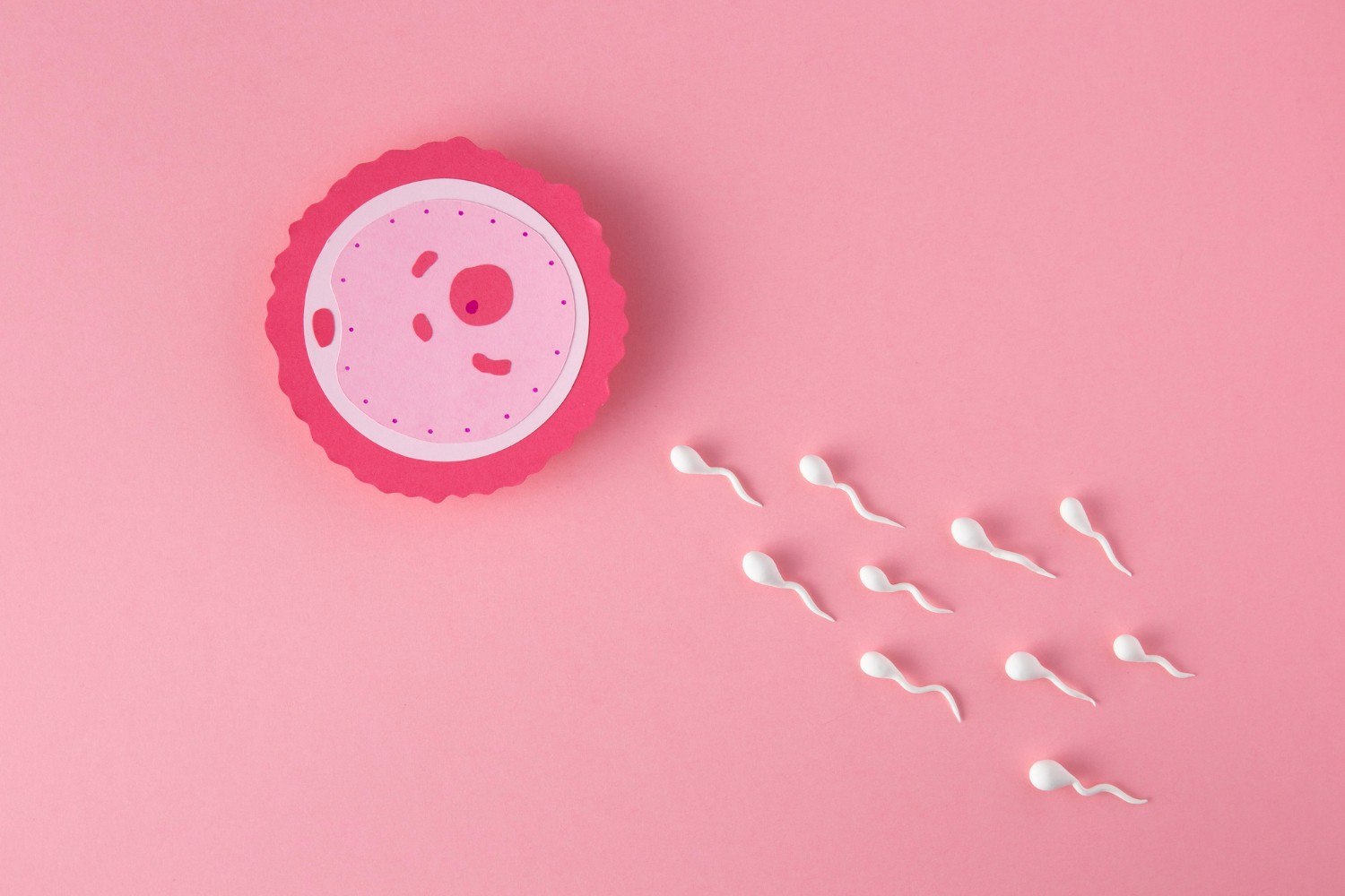 Berbagai Fakta Terkait Sel Telur Wanita yang Perlu Anda Ketahui