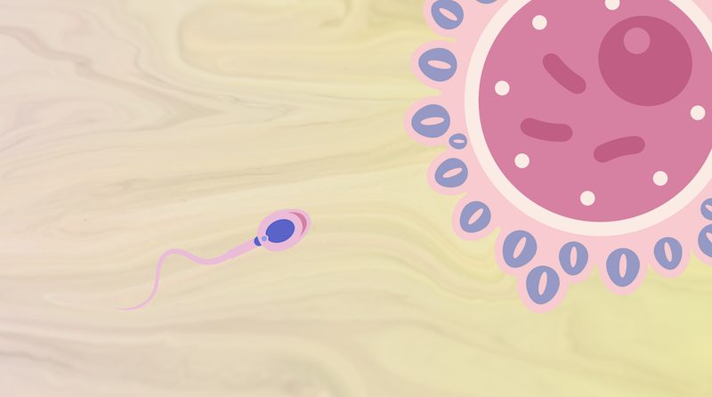 Aktivasi Sperma/Oocyte