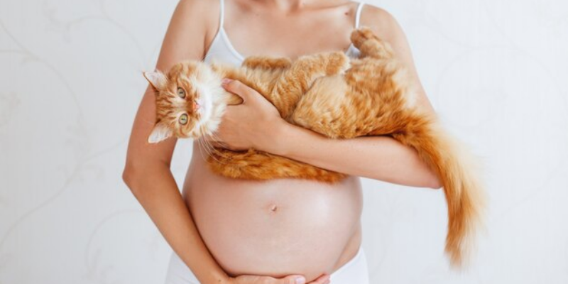 Dampak Toksoplasmosis pada Ibu Hamil