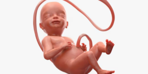 Janin Terlalu Aktif, Apakah Berbahaya?