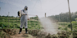 Ketahui Bahaya Paparan Pestisida pada Ibu Hamil dan Janin