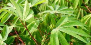 Inilah 6 Manfaat Daun Singkong untuk Ibu Hamil