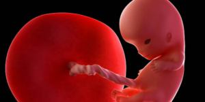 Perkembangan Janin 10 Minggu, Bentuk Tubuh Mulai Jelas