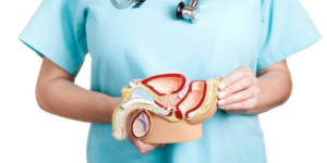 Fungsi Vesikula Seminalis dalam Sistem Reproduksi Pria