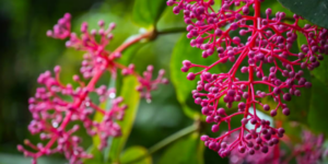 Manfaat Buah Parijoto untuk Program Hamil