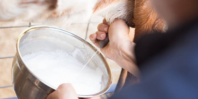 Bolehkah Minum Susu Kambing Saat Hamil