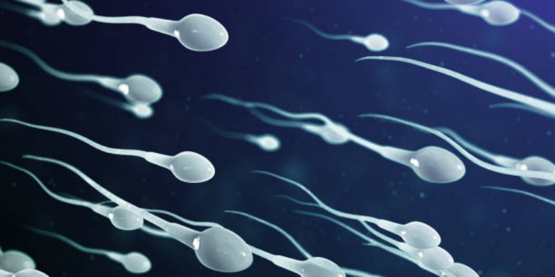 Berapa Lama Sperma Diperbarui dalam Tubuh Pria?