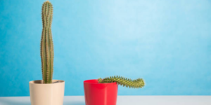 Penyebab Penis Ereksi Tapi Tidak Keras