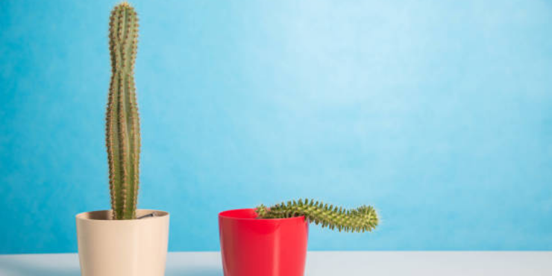 Penyebab Penis Ereksi Tapi Tidak Keras