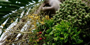 Ketahui 5 Manfaat Pinang Muda untuk Pria