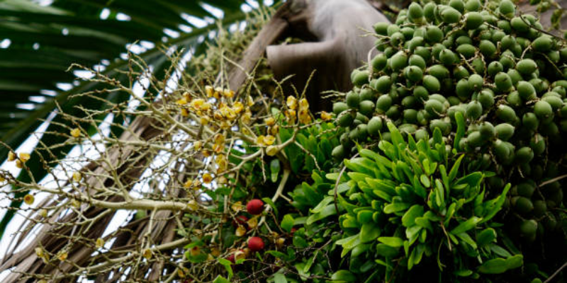 Ketahui 5 Manfaat Pinang Muda untuk Pria