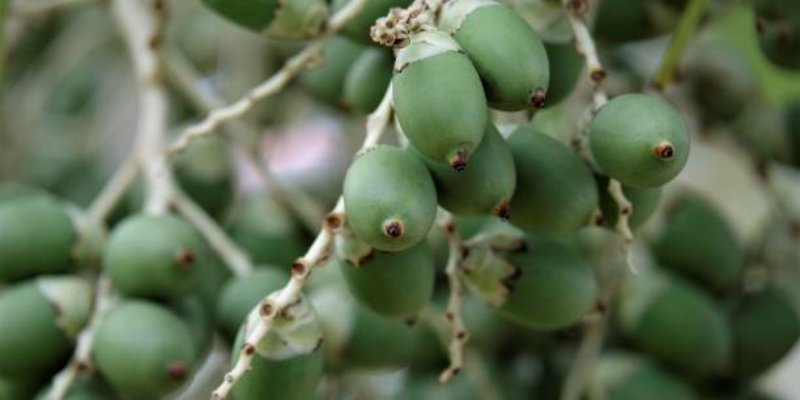 Manfaat Pinang Muda untuk Pria