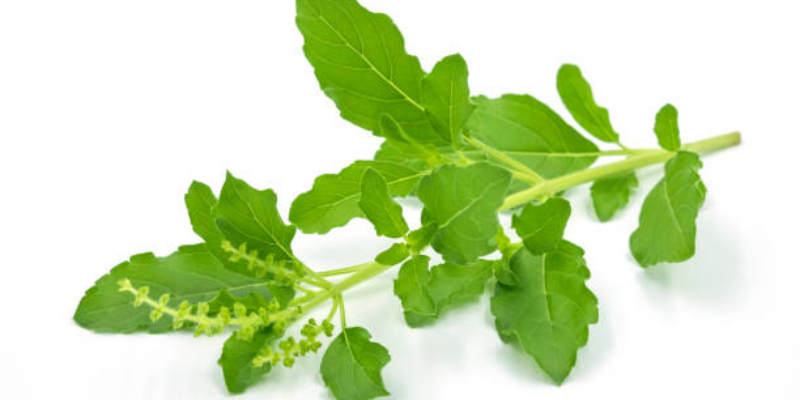 Manfaat Daun Kemangi untuk Kesuburan Pria & Wanita 1 Manfaat Daun Kemangi untuk Kesuburan