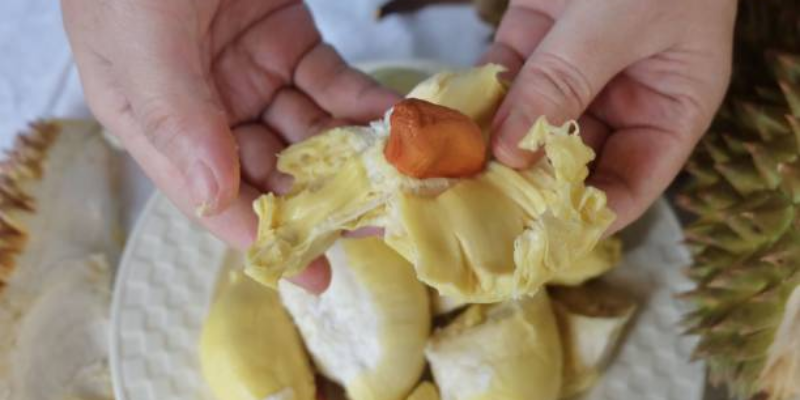 Manfaat Biji Durian untuk Kesuburan Pria 1 Manfaat Biji Durian untuk Kesuburan Pria